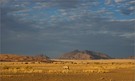 In der Namib-Wüste