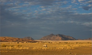 In der Namib-Wüste
