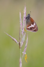 Weißbindiges Wiesenvögelchen (Coenonympha arcania)