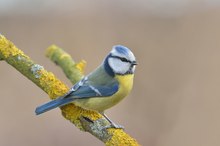 Cyanistes caeruleus