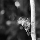 North Island Robin