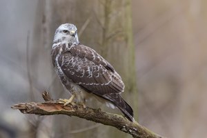 Greif im Winterwald