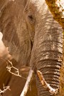 Begegnung mit einem Elefanten in Tsavo West