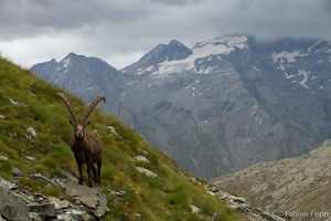 Alpensteinbock