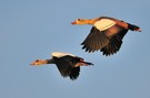 Nilgänse