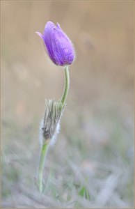 *Pulsatilla vulgaris*