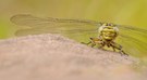 Die lachende Libelle