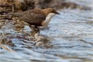 Wasseramsel - Cinclus cinclus