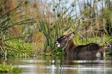 Waterbuck / Wasserbock