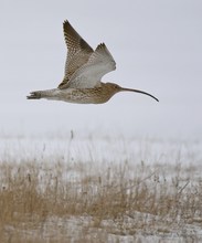 Brachvogel