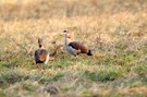 Nilgänse im Morgenlicht