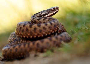 Vipera berus