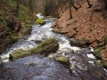 Natürlicher Waldbach