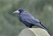 *Corvus frugilegus*