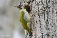 Vogel des Jahres