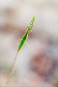 ~Mantis~