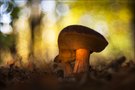 warmes Herbstlicht