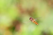 Schwebfliege bei der Namenstätigkeit