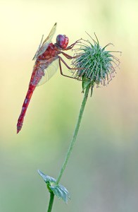 "Crocothemis erythraea"