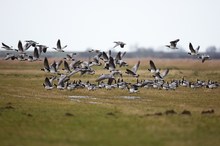 Massenstart der Weißwangengänse