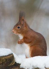 Winterhörnchen