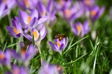 Frühling mitten im Winter!