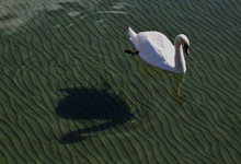 Doppelter Höckerschwan