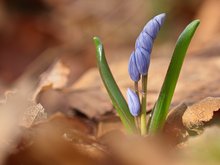 "Früh-Sternchen"