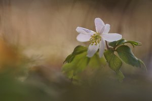 vereinzelt blühen sie schon