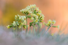 Wald-Schlüsselblume (Primula elatior)