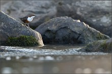 Wasseramsel im Revier