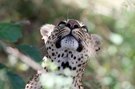 Leopard in der Massei Mara