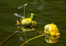 Mummelblüte ( Gelbe Teichrose )...