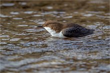 Wasseramsel