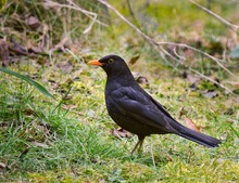 Amsel