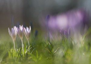 Mal Weiß, mal Rosa....
