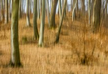 gewischter Vorfrühling im Buchenwald