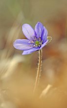 Leberblümchen