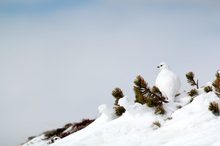 Alpenschneehuhn