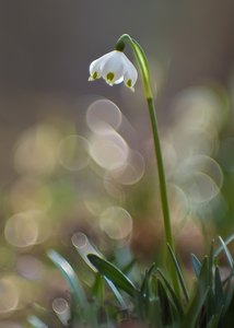 Märzenbecher in Frühlingskringeln