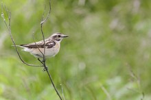 Braunkehlchen