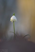 Märzenbecher mit Spotlight