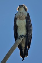 Ein Kronenadler...