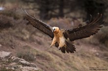 Bartgeier im Anflug