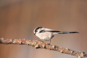 Mein erstes Schwanzmeisenbild