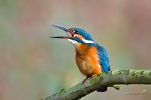 Eisvogel mit Beute