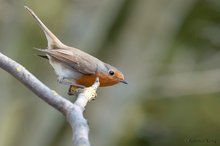 Neugieriges Rotkehlchen