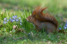 So riecht der Frühling