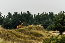 Rothirsch in den Dünen