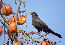 Charly Amsel aus dem Tollense-Tal...